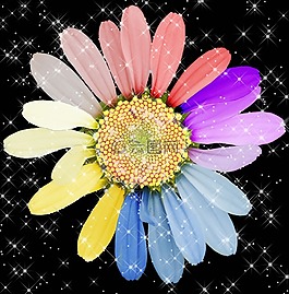 瑪格麗特,花,開(kāi)花