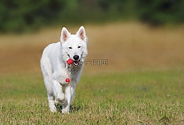 瑞士牧羊犬,狗,白