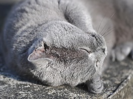英國短毛貓,貓,動物