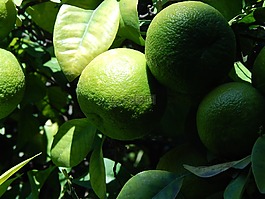酸橙,柠檬,水果
