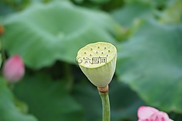 蓮,荷花,藕