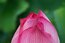 春,花,粉色