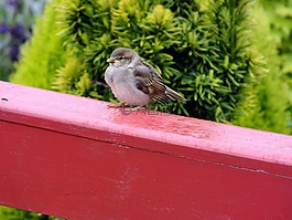 麻雀,鳥,陽臺