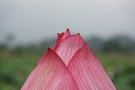 春,花,粉色