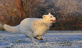 瑞士牧羊犬,狗,競賽