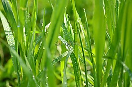 草,葉片草,弗里施