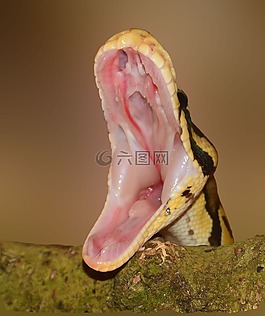 蛇,腳,python