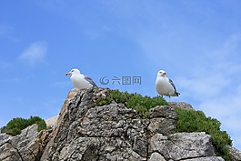 巖,海鷗,鳥