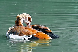 nilgans,鹅,水禽