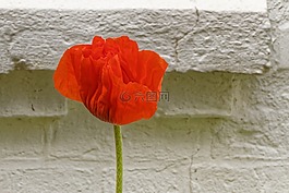 罌粟,花,開花