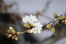 櫻花,春天,新
