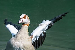 水禽,水,鳥
