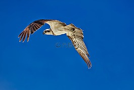 鳥的獵物,飛行,魚鷹
