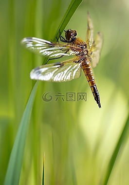 勃粗腿象,蜻蜓,四個補丁程序