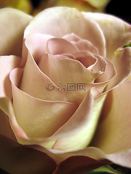 玫瑰,玫瑰綻放,關(guān)閉