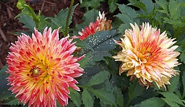 鮮花,阿斯特拉,開花