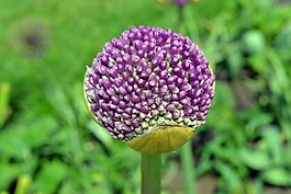 全球薊,花,宏
