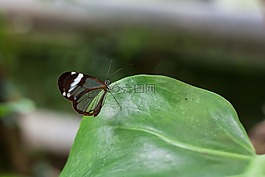 蝴蝶,性質(zhì),昆蟲