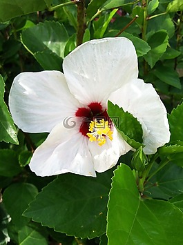 槿,花,熱帶