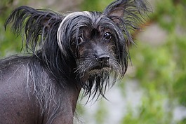 狗,无毛犬,中国冠毛犬狗