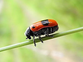 甲蟲,草,性質(zhì)