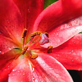 莉莉,粉色,花卉