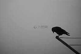鸟,乌鸦,车 鸟