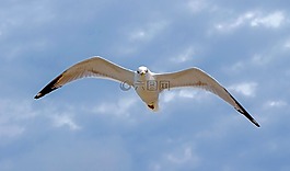 海鷗,飛行,天空