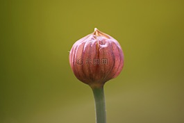 花芽,春天,細香蔥