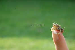 青蛙,手指,小