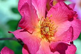 玫瑰,開(kāi)花,花
