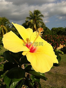 黃色,槿,花