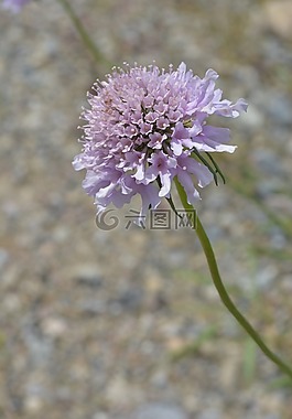 性質(zhì),花,紫