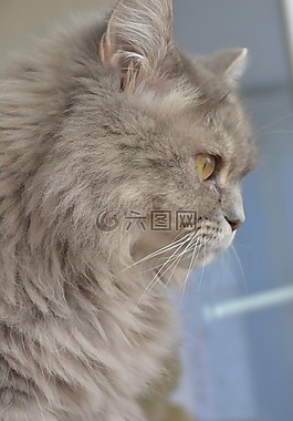 猫,灰色,国内的猫