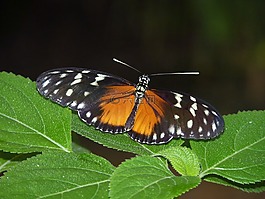 蝴蝶,異國(guó)情調(diào),昆蟲