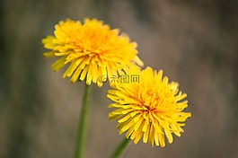 蒲公英,黃色,花