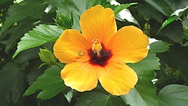 花,黃色,黃色花