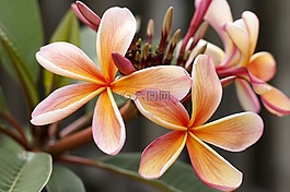 素馨花,姜黄色百合花,开花
