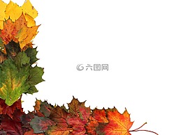葉子,秋季,秋天的落葉