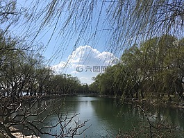 风景,树,云