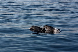 動物,海豚,海
