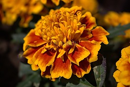 花,橙,開花