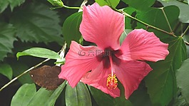 蘭花,花,紅色