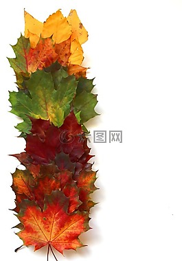 葉子,秋季,秋天的落葉