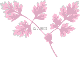 山蘿卜,草本植物,葉子