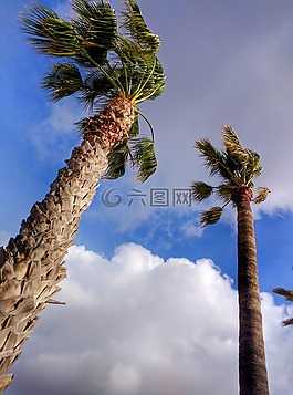 棕櫚樹,云,天空