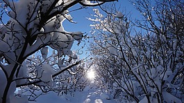 太阳,雪,阳光