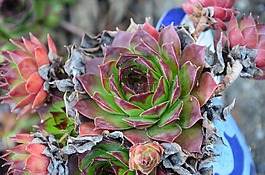 dachwurz,花園,綠色