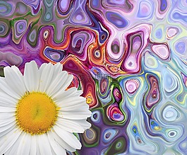 開花,花,白花
