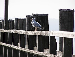 網(wǎng)站,湖,海鷗